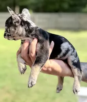 Dulce, a female French Bulldog for sale in Portsmouth, VA – 2 of 10