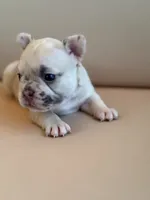 Chai, a female French Bulldog for sale in Suffolk, VA – 5 of 6