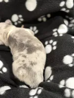 Nova, a female French Bulldog for sale in Portsmouth, VA – Photo 2 of 6