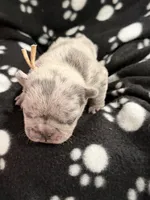 Nova, a female French Bulldog for sale in Portsmouth, VA – Photo 5 of 6