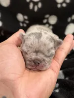 Nova, a female French Bulldog for sale in Portsmouth, VA – Photo 3 of 6