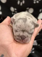 Nova, a female French Bulldog for sale in Portsmouth, VA – Photo 1 of 6