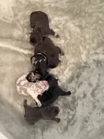 Hershey, a female French Bulldog for sale in Portsmouth, VA – 3 of 5