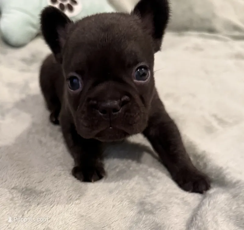 Cocoa – French Bulldog puppy for sale in Portsmouth, VA