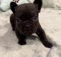 Cocoa, a female French Bulldog for sale in Portsmouth, VA – 4 of 10