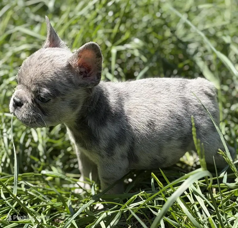 Cosmo – French Bulldog puppy for sale in Portsmouth, VA