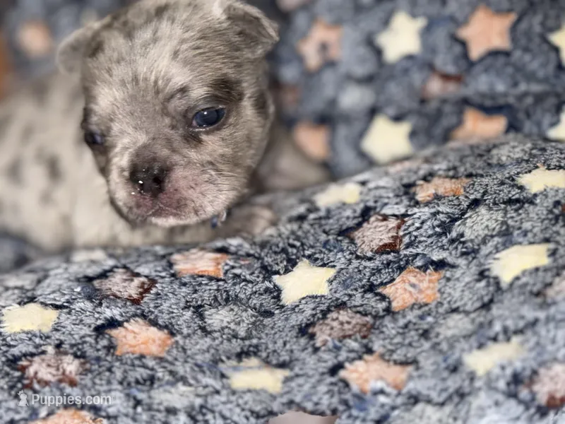 Cosmo – French Bulldog puppy for sale in Portsmouth, VA