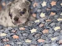 Cosmo, a male French Bulldog for sale in Portsmouth, VA – Photo 5 of 8