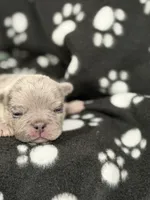 Cosmo, a male French Bulldog for sale in Portsmouth, VA – Photo 1 of 6