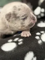 Cosmo, a male French Bulldog for sale in Portsmouth, VA – Photo 3 of 6