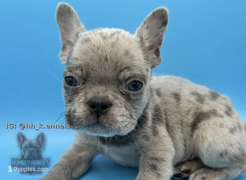 Cosmo – French Bulldog puppy for sale in Portsmouth, VA