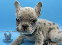 Cosmo, a male French Bulldog for sale in Portsmouth, VA – Photo 4 of 7