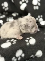 Cosmo, a male French Bulldog for sale in Portsmouth, VA – Photo 2 of 6