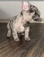 Cosmo, a male French Bulldog for sale in Portsmouth, VA – Photo 3 of 7