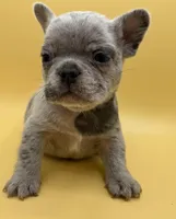 Cosmo, a male French Bulldog for sale in Portsmouth, VA – Photo 2 of 8