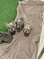 Cosmo, a male French Bulldog for sale in Portsmouth, VA – Photo 6 of 8