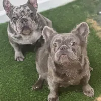 Cosmo, a male French Bulldog for sale in Portsmouth, VA – Photo 8 of 8