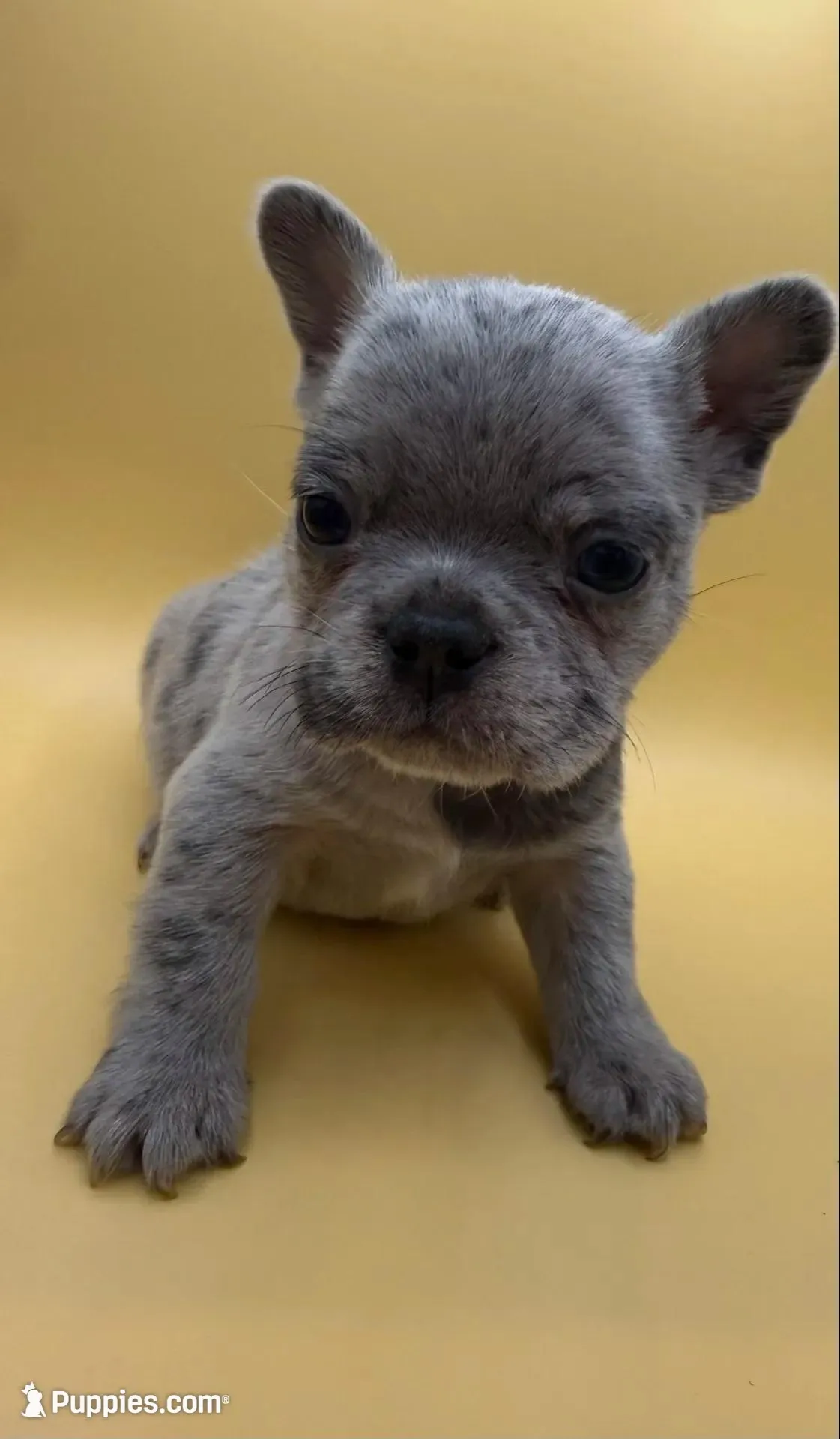 Cosmo – French Bulldog puppy for sale in Portsmouth, VA