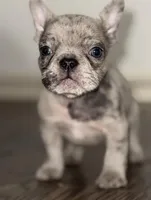 Cosmo, a male French Bulldog for sale in Portsmouth, VA – Photo 2 of 7