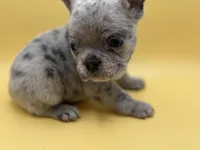 Cosmo, a male French Bulldog for sale in Portsmouth, VA – Photo 3 of 8