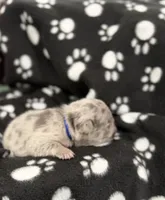 Cosmo, a male French Bulldog for sale in Portsmouth, VA – Photo 5 of 6