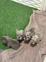 Cosmo, a male French Bulldog for sale in Portsmouth, VA – Photo 4 of 8