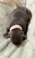 Cocoa, a female French Bulldog for sale in Portsmouth, VA – 2 of 5
