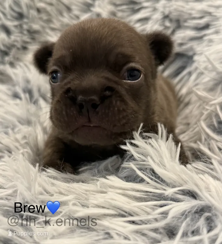 Brew – French Bulldog puppy for sale in Suffolk, VA