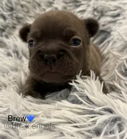 Brew, a male French Bulldog for sale in Suffolk, VA – 1 of 2