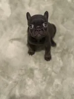 Cocoa, a female French Bulldog for sale in Portsmouth, VA – 5 of 10
