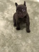 Hershey, a female French Bulldog for sale in Portsmouth, VA – 3 of 8