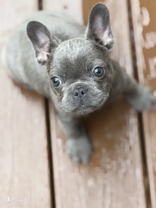 Pluto – French Bulldog puppy for sale in Portsmouth, VA