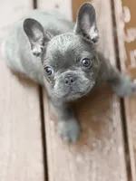 Pluto, a male French Bulldog for sale in Portsmouth, VA – 1 of 6