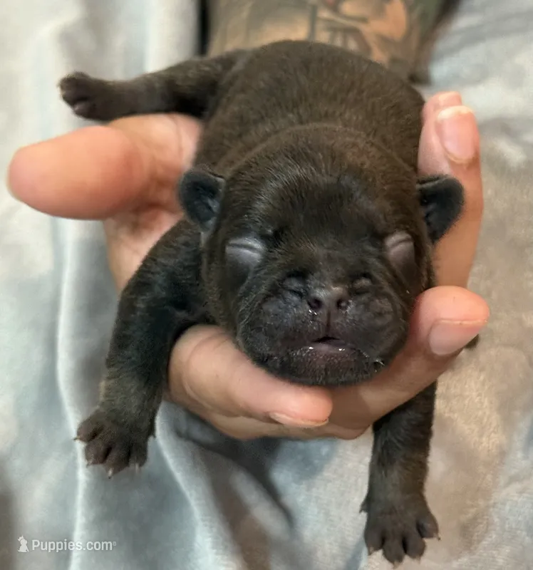 Hershey – French Bulldog puppy for sale in Portsmouth, VA
