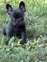 Cocoa, a female French Bulldog for sale in Portsmouth, VA – 4 of 5