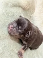S’more, a male French Bulldog for sale in Portsmouth, VA – 2 of 5