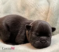 Cocoa, a female French Bulldog for sale in Portsmouth, VA – 1 of 5