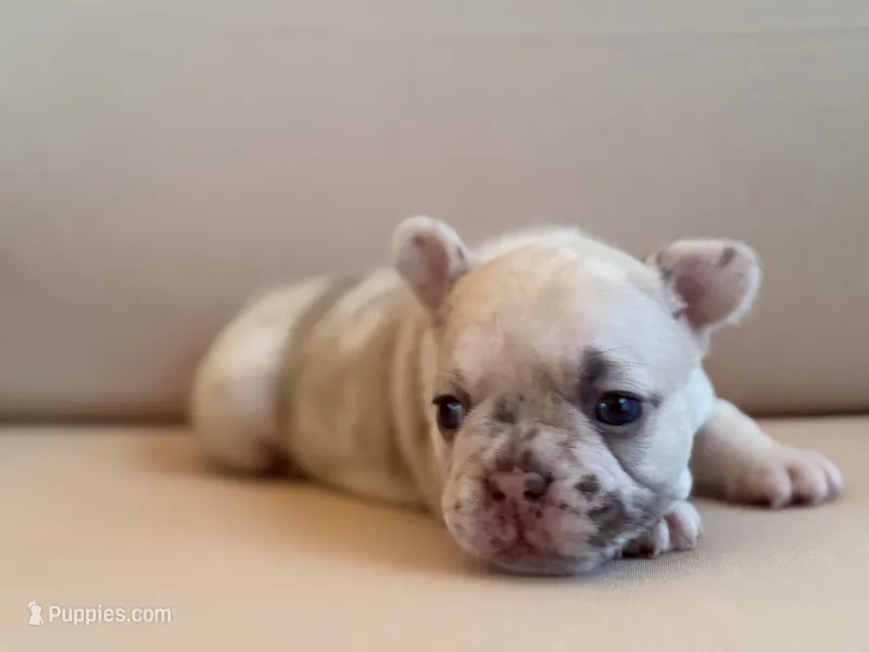 Chai – French Bulldog puppy for sale in Suffolk, VA
