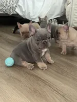 Blue, a male French Bulldog for sale in Spring Hill, FL – Photo 3 of 4