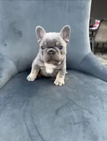 Blue, a male French Bulldog for sale in Spring Hill, FL – Photo 1 of 4