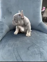 Blue, a male French Bulldog for sale in Spring Hill, FL – Photo 2 of 4