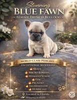 Cookie, a female French Bulldog for sale in Spring Hill, FL – Photo 1 of 5