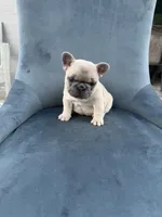 Cookie, a female French Bulldog for sale in Spring Hill, FL – Photo 4 of 5