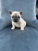 Cookie, a female French Bulldog for sale in Spring Hill, FL – Photo 2 of 5