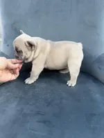 Cookie, a female French Bulldog for sale in Spring Hill, FL – Photo 5 of 5