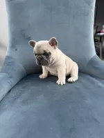 Cookie, a female French Bulldog for sale in Spring Hill, FL – Photo 3 of 5