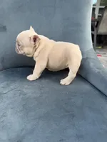 Fancy , a female French Bulldog for sale in Spring Hill, FL – Photo 5 of 5