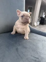 Fancy , a female French Bulldog for sale in Spring Hill, FL – Photo 2 of 5