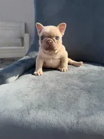 Fancy , a female French Bulldog for sale in Spring Hill, FL – Photo 3 of 5