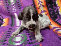 Salted Carmel, a female German Wirehaired Pointer for sale in Aberdeen, SD – 4 of 6